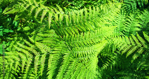 Beautiful natural fern pattern background made from bright green fern leaves.