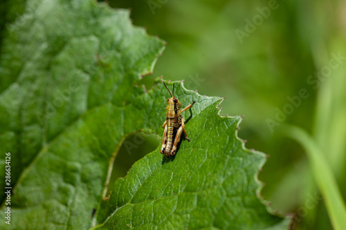 Obraz na plátně multicolored brown grass hooper on a green lush leaf