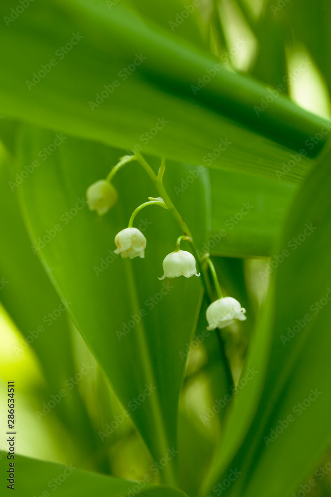 Fototapeta premium white lily of the valley with a blurred background