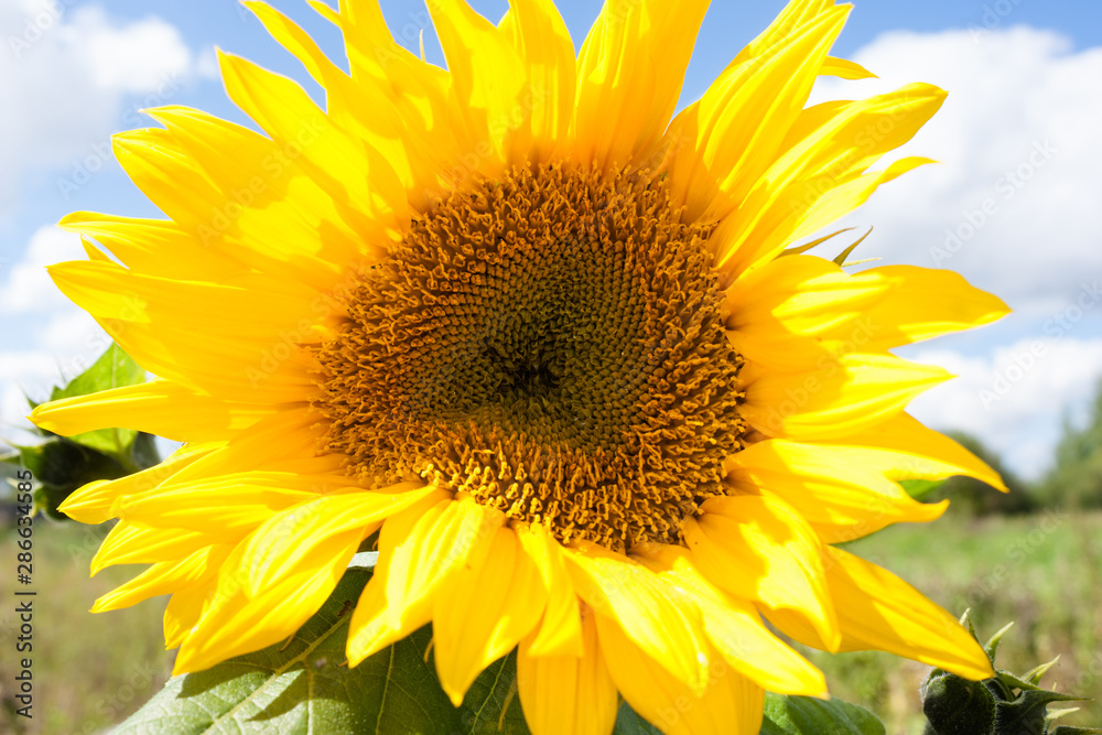 Obraz premium yellow heart-shaped sunflower flower, selective focus