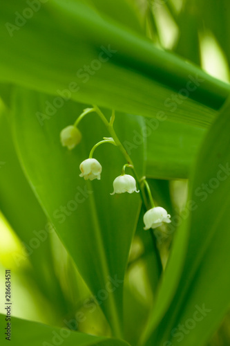 white lily of the valley with a blurred background