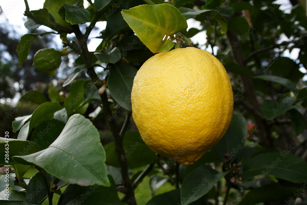 A Large Eureka Lemon on the tree