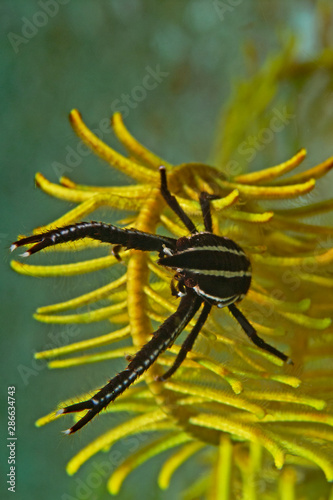 Elegant Crinoid Squat Lobster (Allogathea elegans) photo