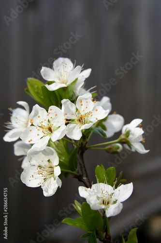 Plum tree Blossom