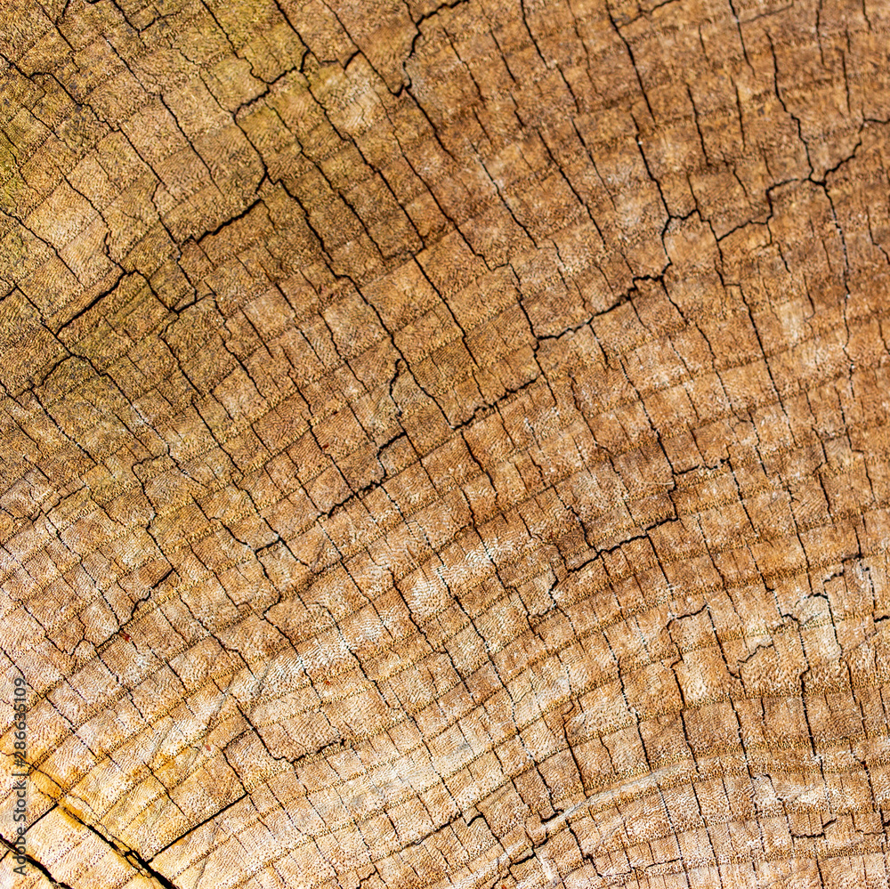Fototapeta premium Stump from a sawn tree in nature