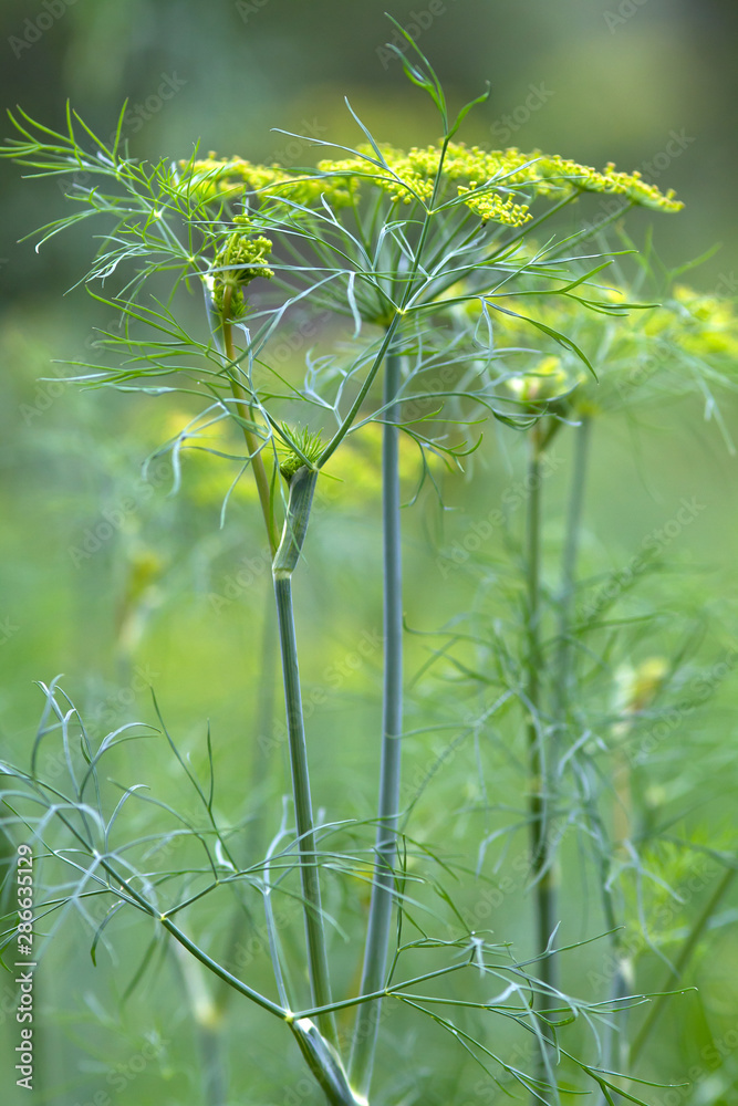 Fototapeta premium dill flowers in the garden on blurred background