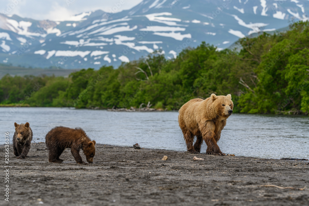 Ruling the landscape, brown bears of Kamchatka (Ursus arctos beringianus) Ruling the landscape, brown bears of Kamchatka (Ursus arctos beringianus)