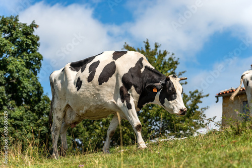 White and black dairy cow grazing in mountain with blue sky and clouds in background  Italian Alps  south Europe
