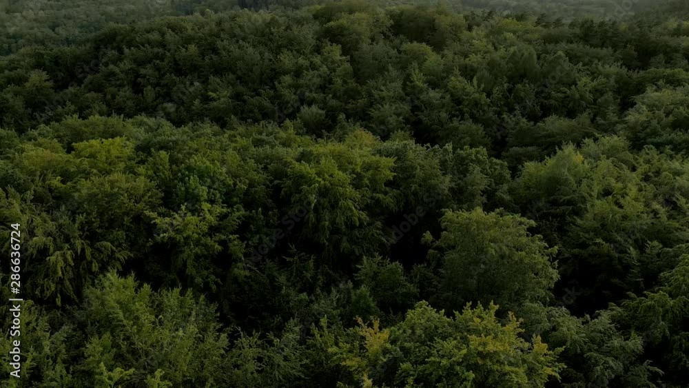 Aerial view backwards looking down on the tall green fir trees in the forest. 4K slow wide shot. Aerial view backwards looking down on the tall green fir trees in the forest. 4K slow wide shot.
