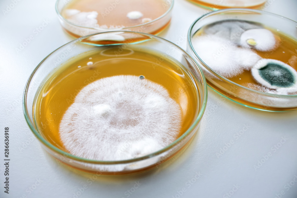 Molds colonies culture in petri dishes with mea malt extract agar. Fungus growth in plate of Medical tests or Laboratory experiment. Molds colonies culture in petri dishes with mea malt extract agar. Fungus growth in plate of Medical tests or Laboratory experiment.