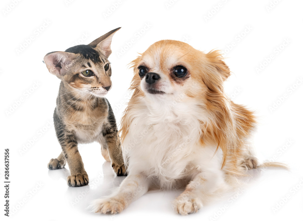 oriental kitten and chihuahua