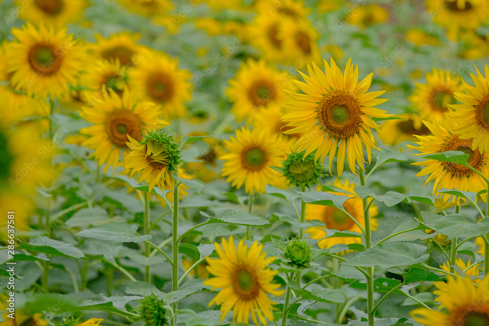 Sunflower natural background. Sunflower blooming. Close-up of sunflower.