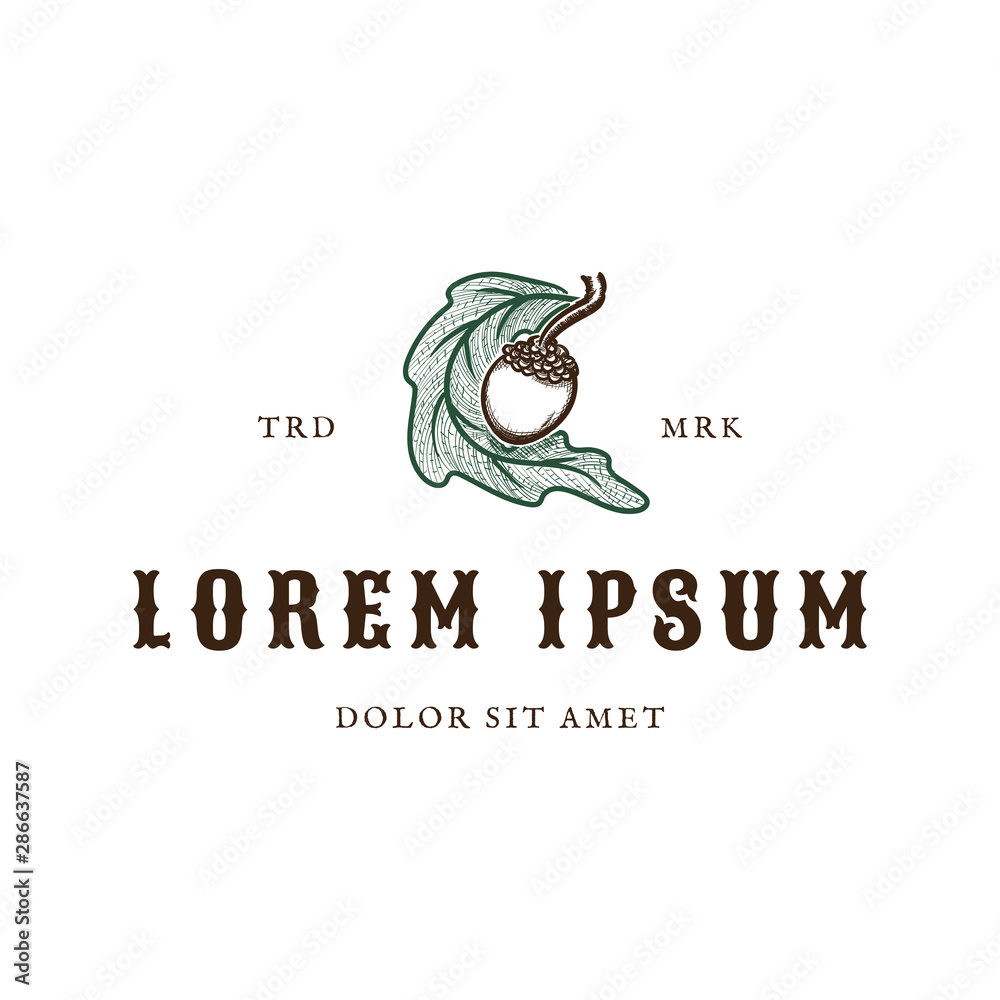 Fototapeta premium Brown acorn and green oak leaf logo template