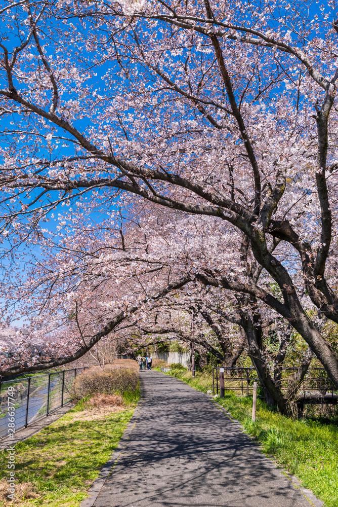 Obraz premium 桜咲く根川緑道の風景
