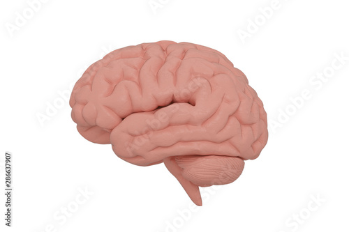 The brain isolated on white background, 3D illustration.