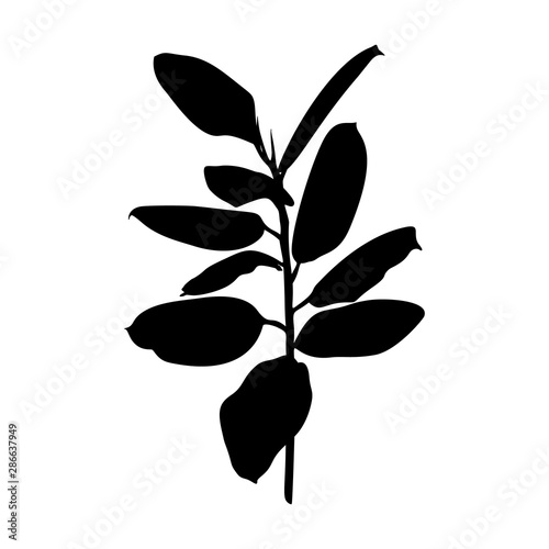Black Ficus plant Silhouette isolated on white background. Vector Illustration