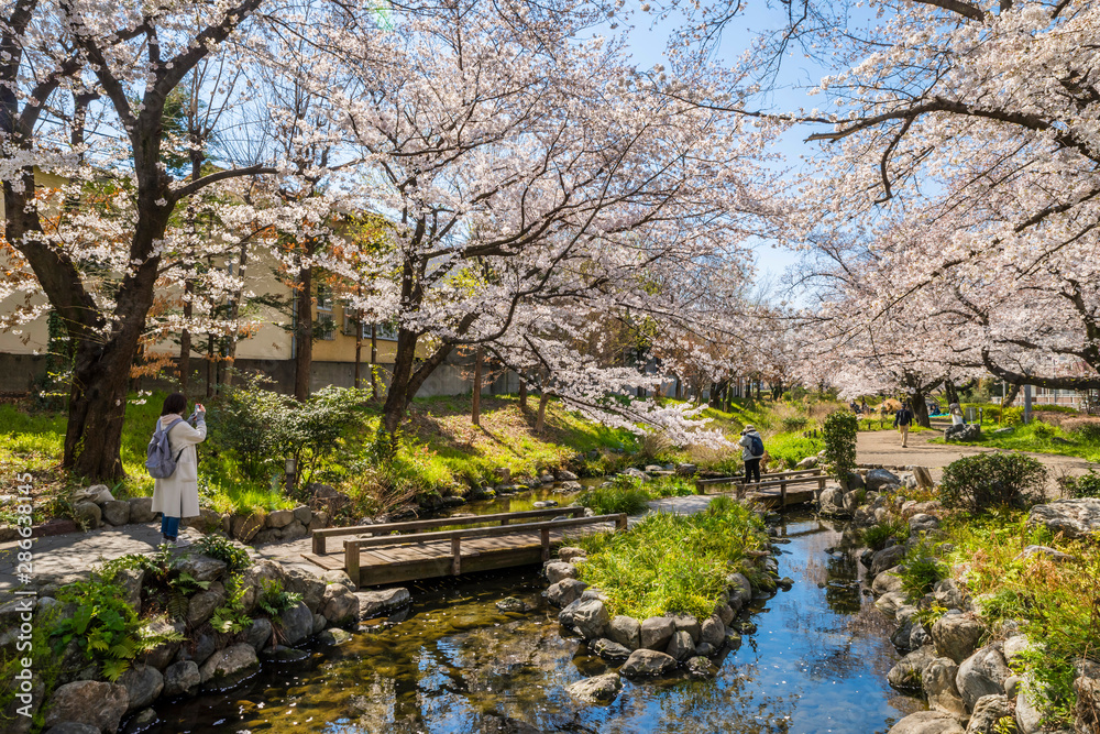 桜咲く根川緑道の風景