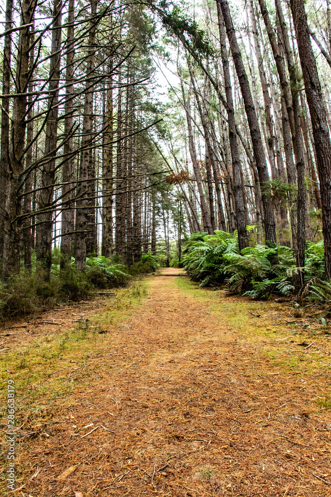 Fototapeta premium wood path in the forest