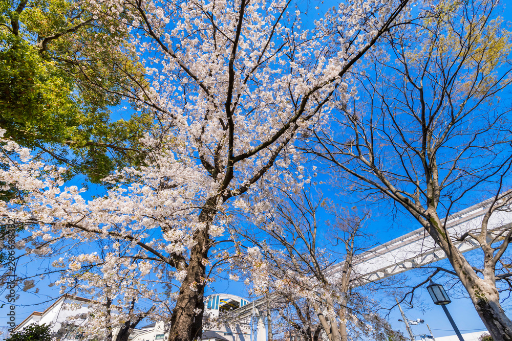 根川緑道の桜と柴崎体育館駅