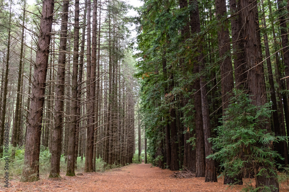 Fototapeta premium path in the forest