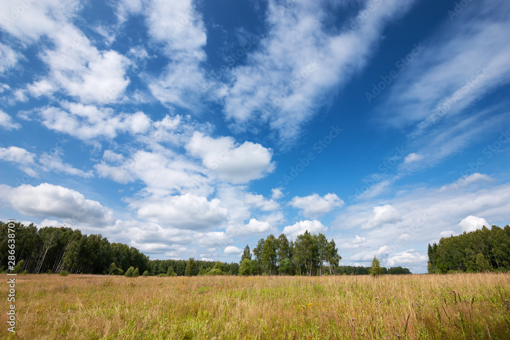 Field with grass and wildflowers Field with grass and wildflowers