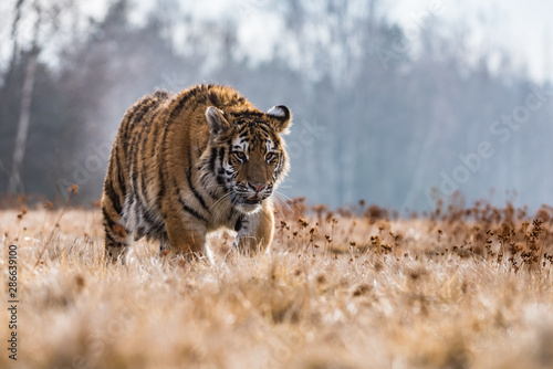 Siberian Tiger running in snow. Beautiful, dynamic and powerful photo of this majestic animal. Set in environment typical for this amazing animal. Birches and meadows © vaclav