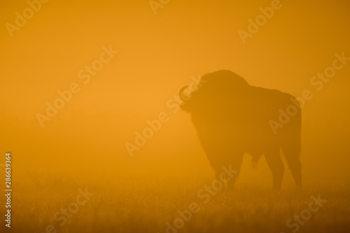 European bison - Bison bonasus in the Knyszyn Forest  Poland 