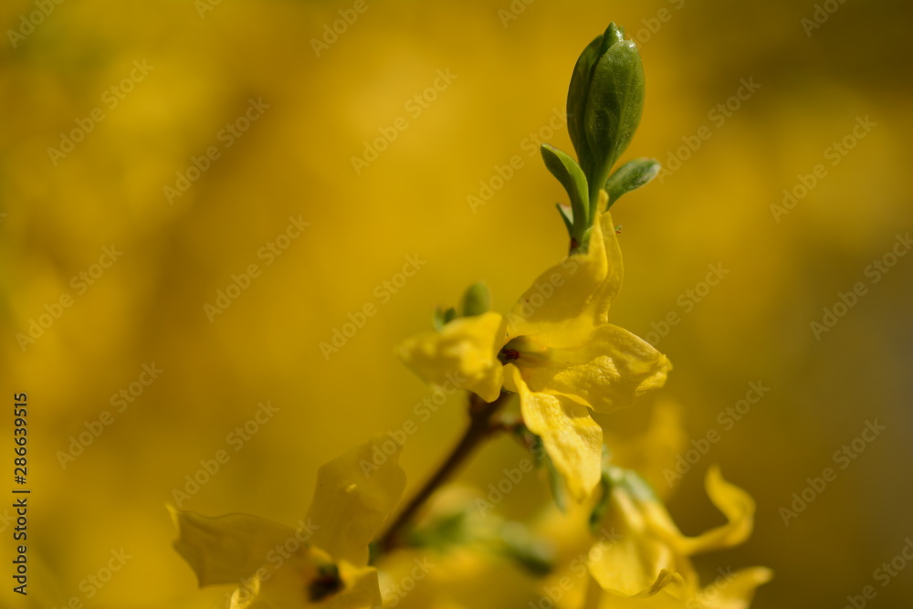 Easter tree (Forsythia) - yellow bush flowering in Spring time. Macro with soft focus and blurred background