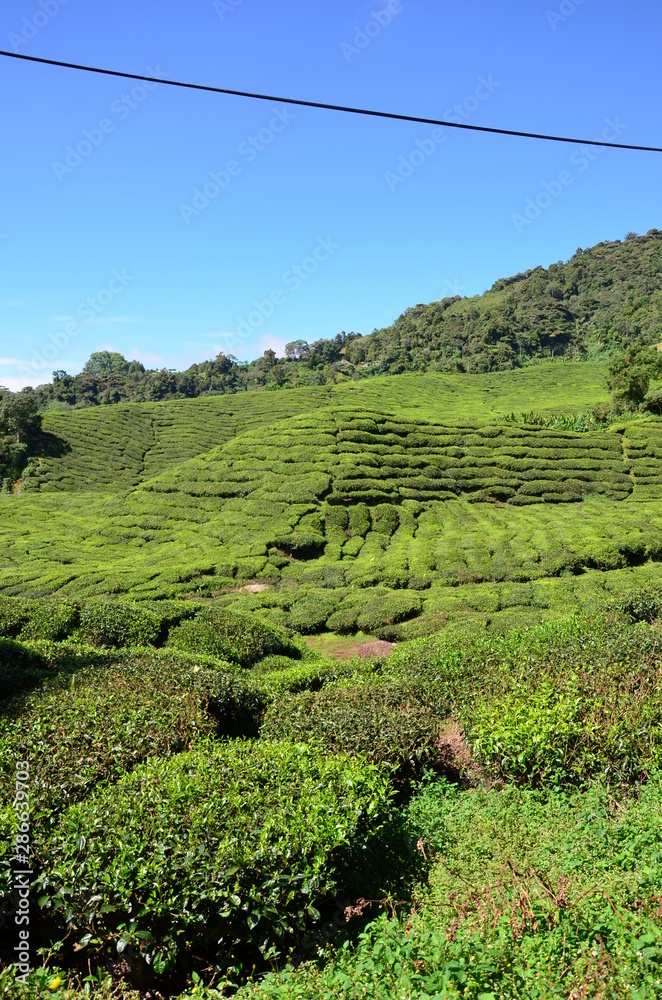 View of a landscape and the tea fields