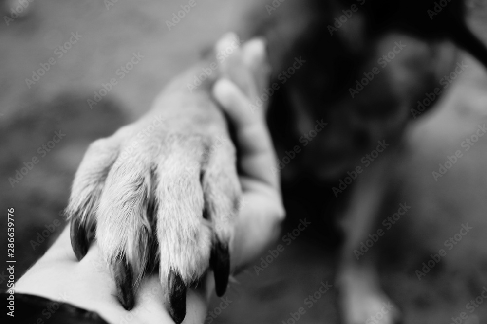Foto de Dog paw takes the woman hand. People support pets. Dog sits and
