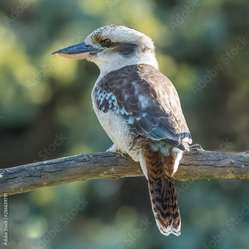 Laughing Kookaburra on branch with bokeh
