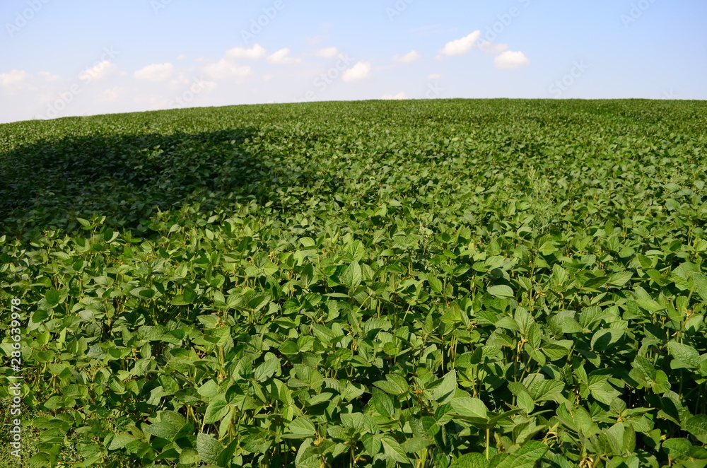 green soybeans field at summer day