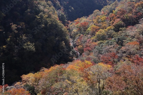 紅葉した山