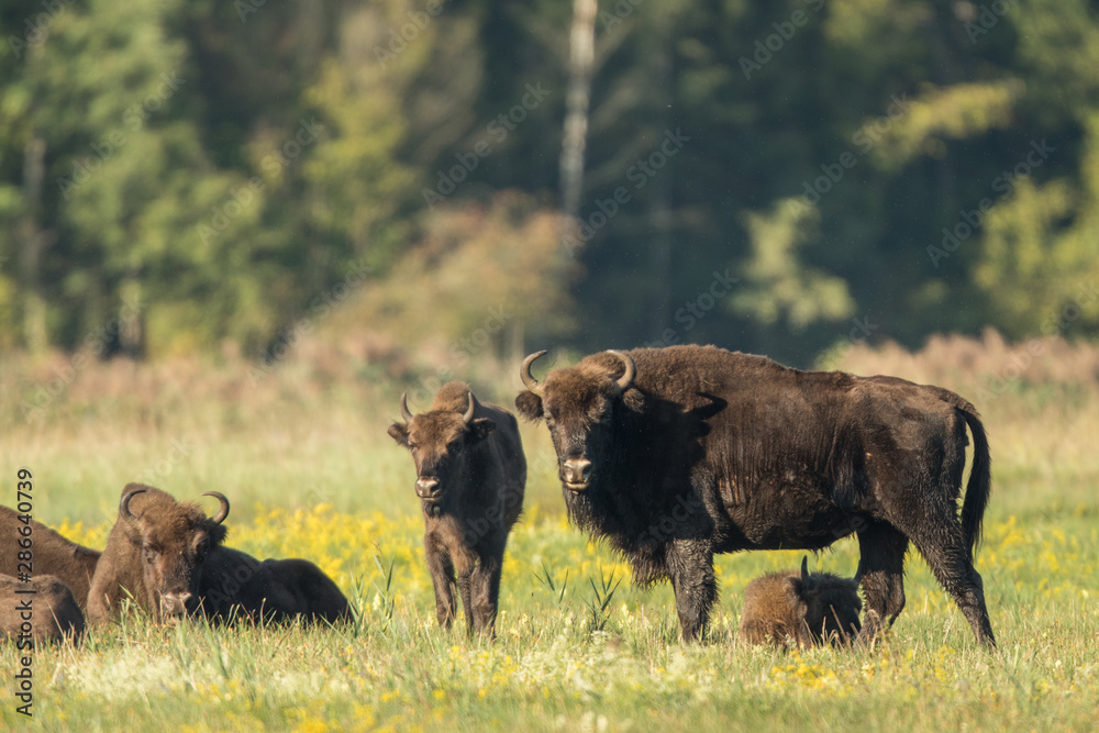 European bison - Bison bonasus in the Knyszyn Forest (Poland) European bison - Bison bonasus in the Knyszyn Forest (Poland)