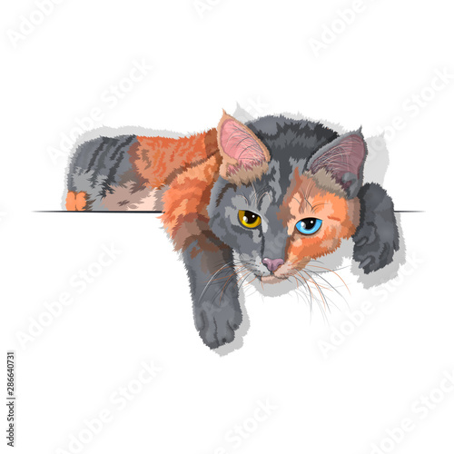 Vector illustration of a domestic striped cat isolated on white. Ad space. EPS 10