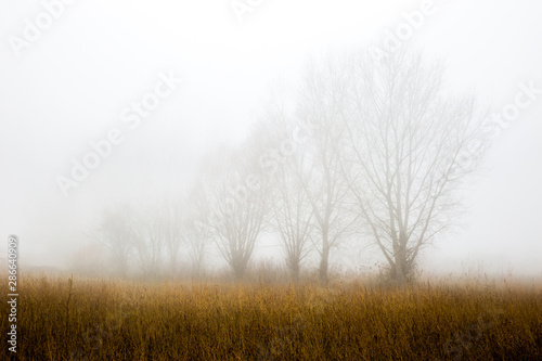 A perspective view of a line of tree silhouettes in the fog