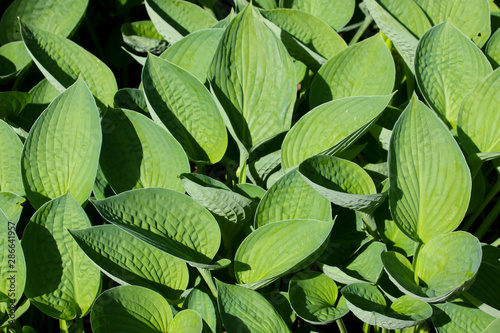 Close up detail in fresh green ornamental hosta leaves growing in a formal garden to make a natural background