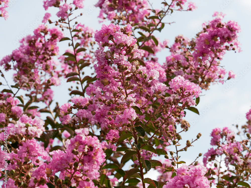 Lilas d'été rose fuchsia ou lilas des Indes  | Lagerstroemia indica rose fuchsia. Un bel arbuste d'ornement aux fleurs de couloris varié, rose clair, pourpre ou carmin en forme de panicule et au feuil