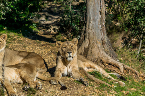 Lions d Asie.