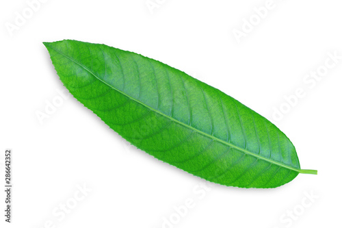 Green leafs isolated on white background/ This has clipping path. 