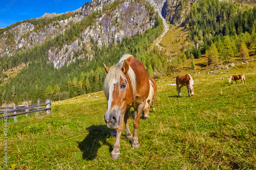 Confident horses in a high valley in Austria.
