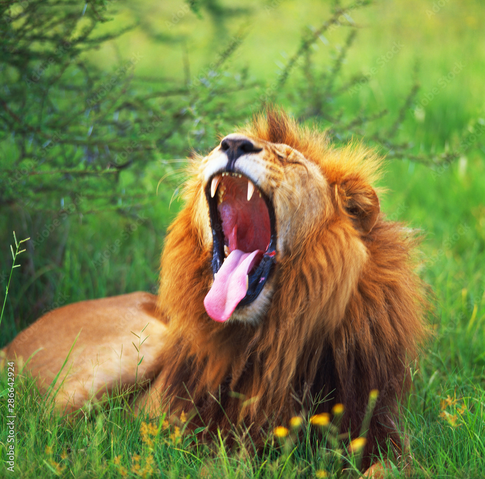 Naklejka premium lion in savannah in tanzania