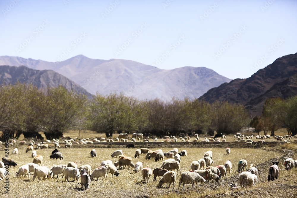 sheep on a mountain pasture