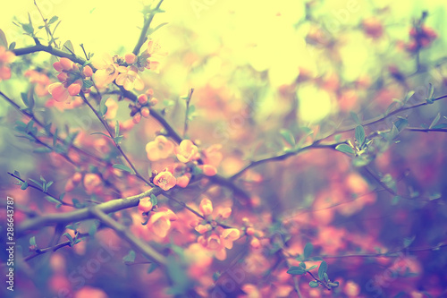 tender spring flowers background / beautiful picture of flowering branches