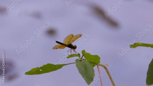 Dragonfly on small branch near water. 25 sec/24 fps. 40% Speed. Clip 1. photo