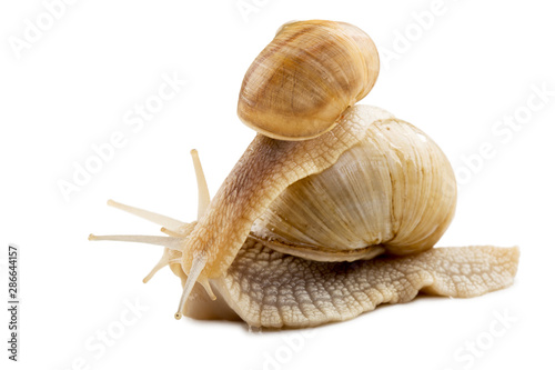 Two garden snails isolated on white.