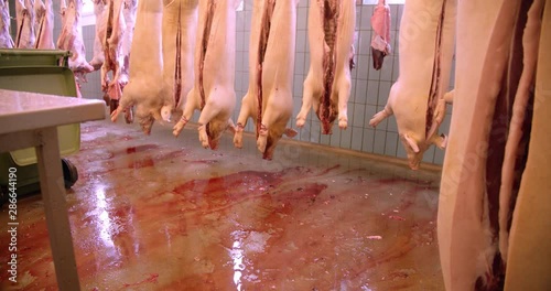 the daily routines in the slaughterhouse.
dead animals that are turned into food photo