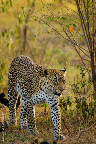 A leopard in savannah in botswana