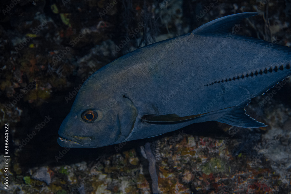 A Black Jack (Trevally) in the Turks and Caicos islands uses the lights from SCUBA divers to hunt prey through lighting fast attacks from out of the darkness. A Black Jack (Trevally) in the Turks and Caicos islands uses the lights from SCUBA divers to hunt prey through lighting fast attacks from out of the darkness.