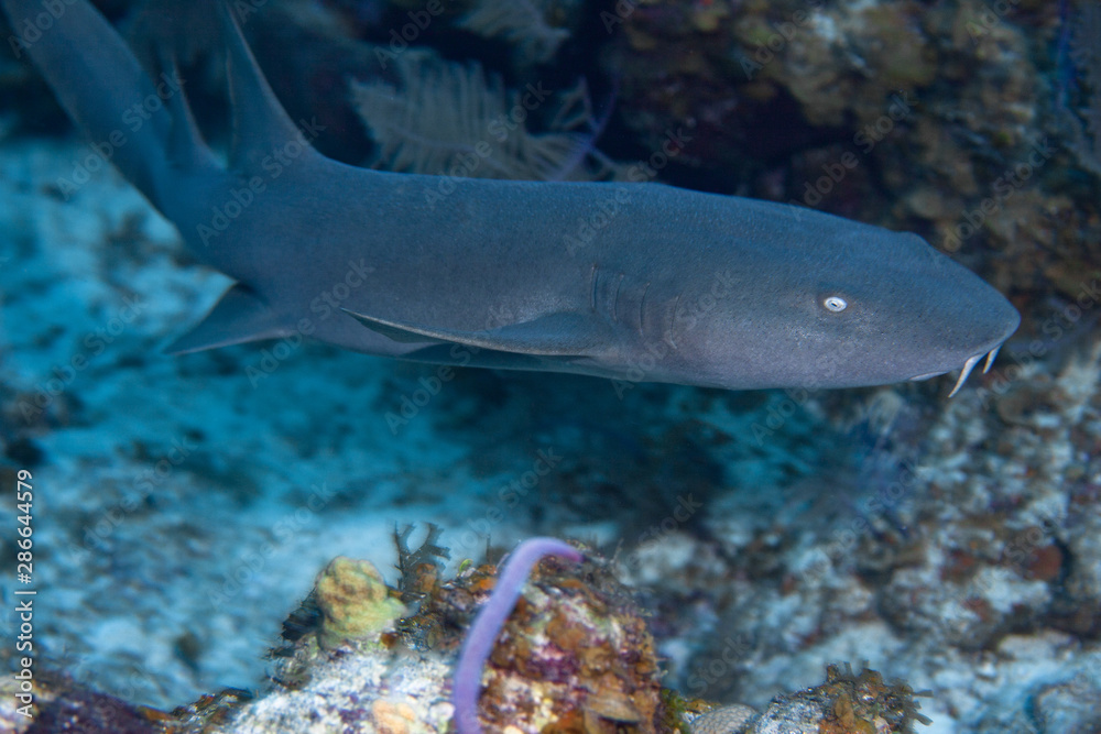 Obraz premium Juvenile nurse shark in the Turks and Caicos islands. 